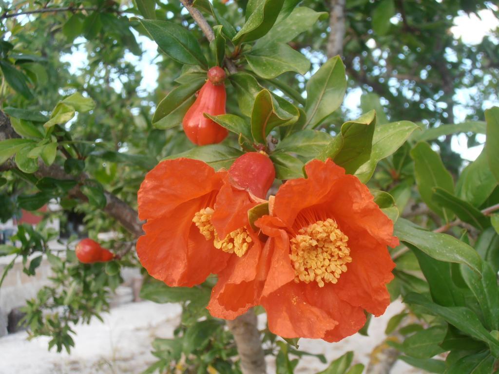 Il Corallo del Salento Vignacastrisi Esterno foto
